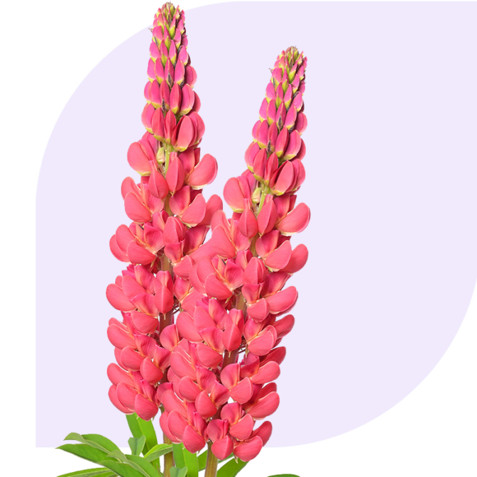 Bloemen Bezorgen Santpoort