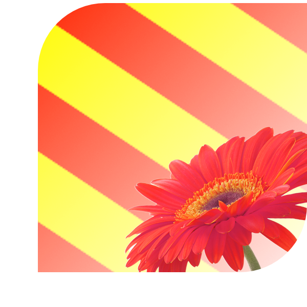 Bloemen Bezorgen Sassenheim