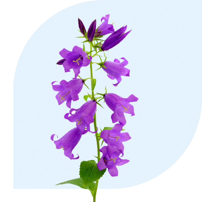 Bloemen Bezorgen Schagerbrug