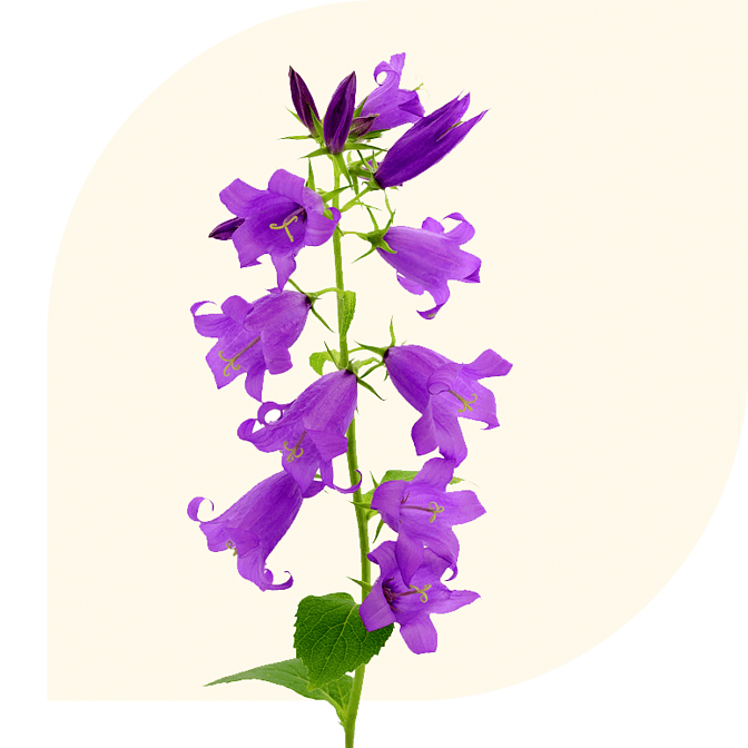 Bloemen Bezorgen Maria Hoop