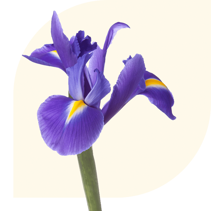 Bloemen Bezorgen Langeraar