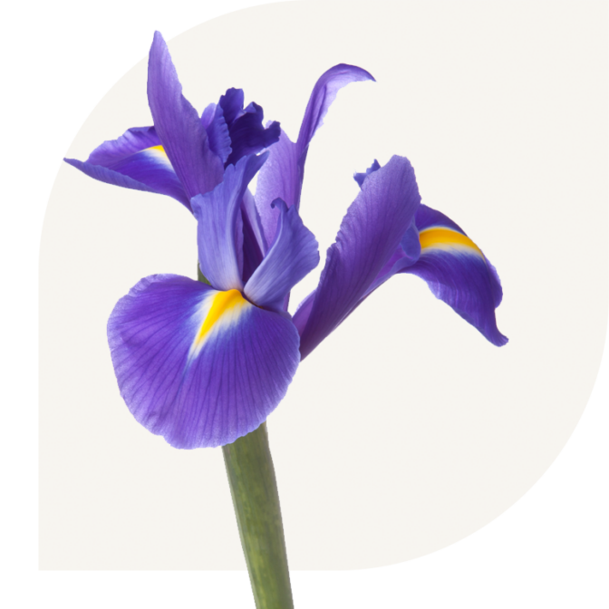 Bloemen bezorgen Breukelen